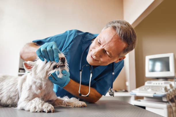 Best Same-Day Emergency Dental Services in Hampton, AR